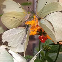 Liberacion de Mariposas Vivas para Bodas ARIPOZA, Mariposas vivas para Eventos Sociales — foto 2 de 4