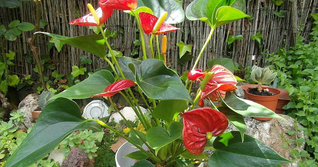 Anturio Terraza Jardin