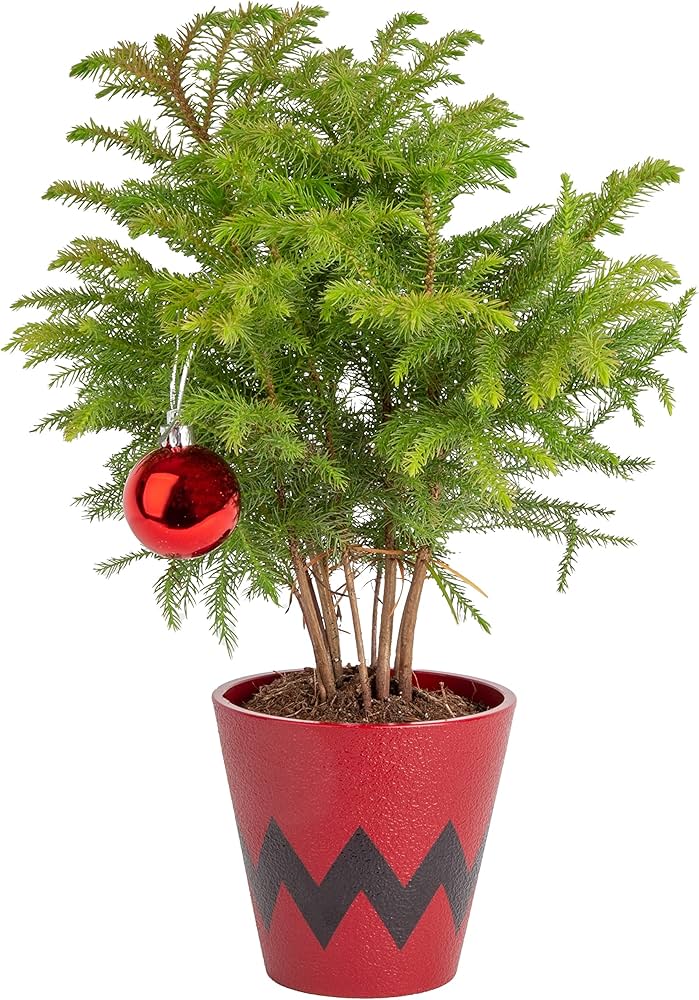 Aucaria • Jardín De Eventos