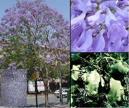 Jacarandas Eventos