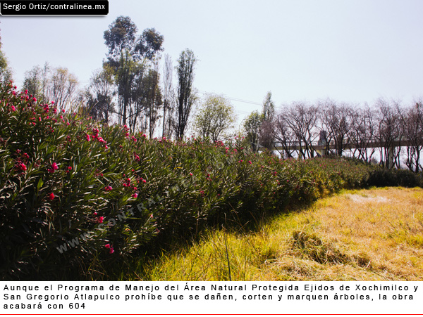 Jardín Cedros Xochimilco