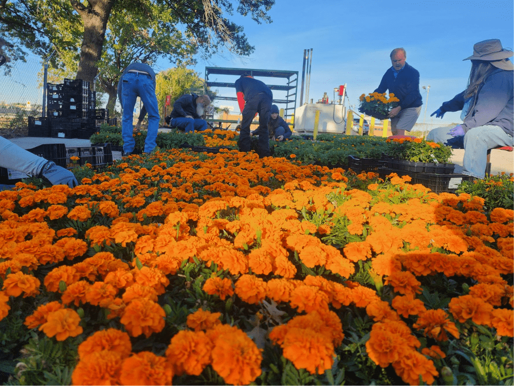 Jardin Flores Centro De Espectáculos