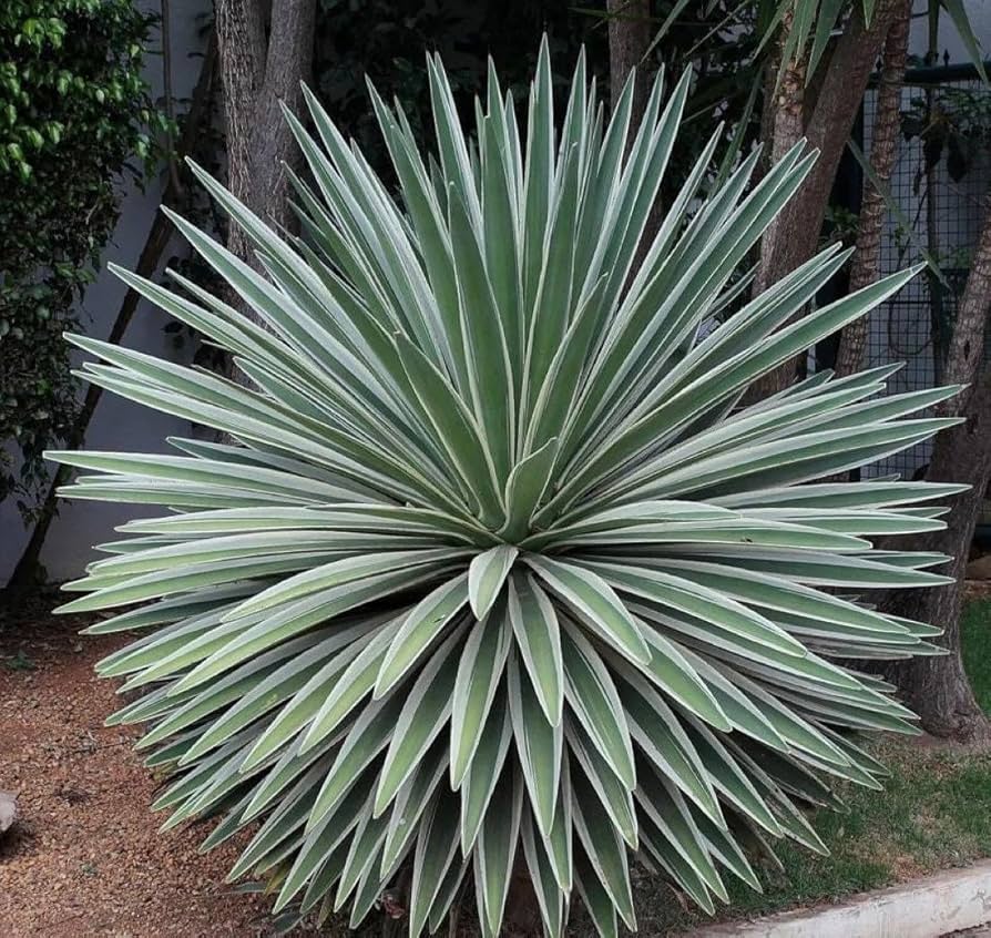 Jardin Los Agaves