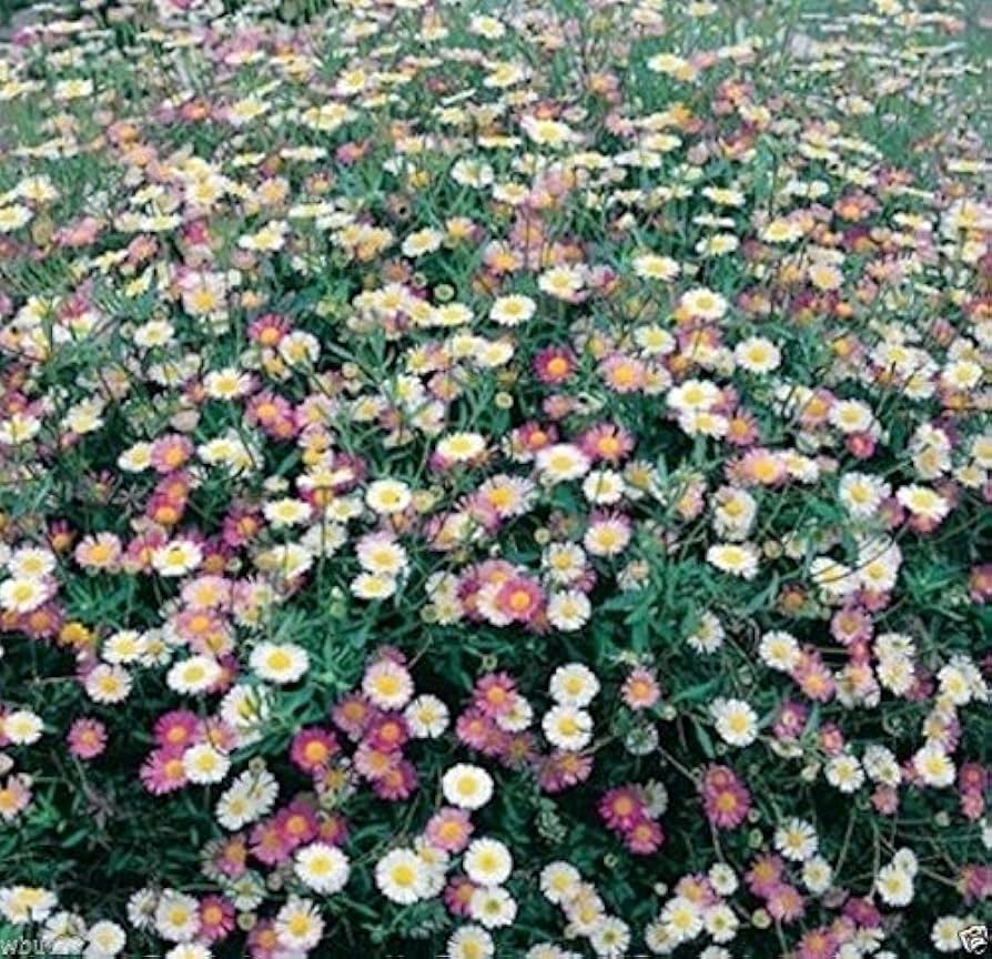 Jardín Santa Barbara