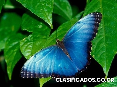 Liberacion De Mariposas Vivas Para Bodas Aripoza, Mariposas Vivas Para Eventos Sociales