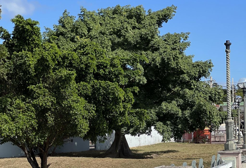 Restaurante Ceiba Negra