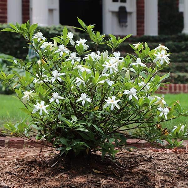 Salón Gardenias